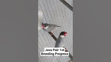 😘🥰Java Pair 1st Breeding Progress😘🥰#birds #shorts #short  //💕Indore birds love 💕//