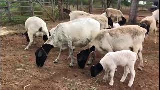 A venda, 7 ovelhas paridas