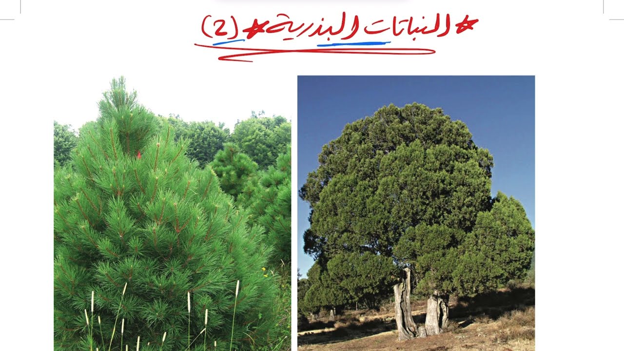 النباتات البذرية (٢) علوم ثاني متوسط 1445