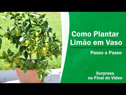 Vídeo: Cultivo De Limão Em Casa