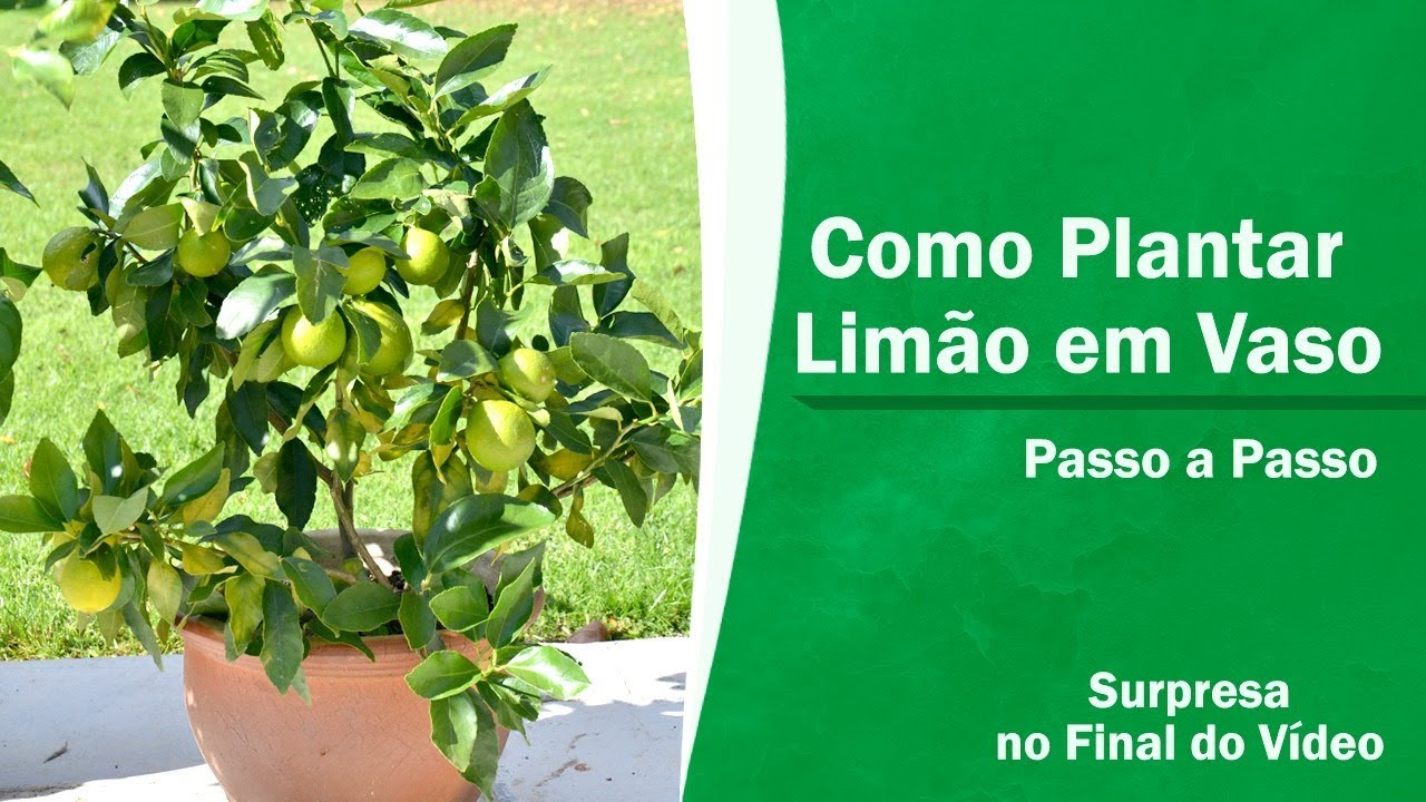 Como Plantar Limão em vaso passo a passo - thptnganamst.edu.vn