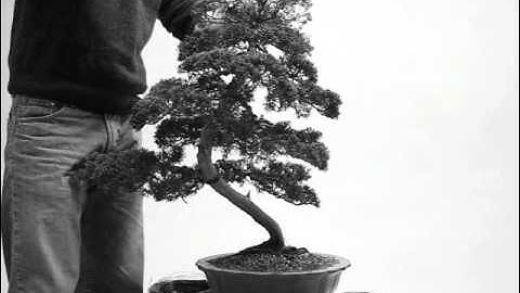 Bonsai Juniperus Chinensis II - restyling PART I