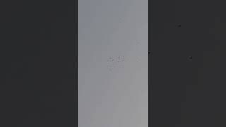 love birds and pigeon #punjabi #pigeon #trending #kabootar #ytshorts #ytviral #sundh_dihat_shorts