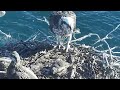 Port_Lincoln Osprey | RIP MINI BOB | Last time head up to see Mom | Oct 16, 2022