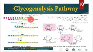 Lec-10- Glycogenolysis  تقويض الكلايكوجين- الكلايكوجينولسس