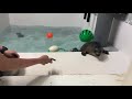 【海遊館】ワモンアザラシのミゾレと上陸訓練②（2021.07.21）