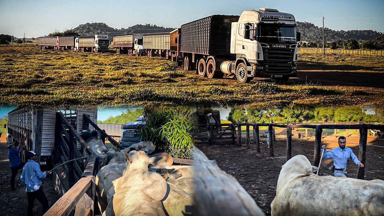 Dia de embarque de boi gordo para frigorífico parte 2