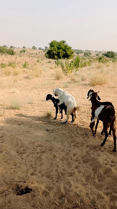 Beautiful goats farm life farm videos #farming #goat #shortsfeed #shorts #youtubeshorts