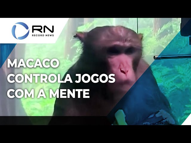 Macaco consegue jogar game utilizando somente o pensamento através