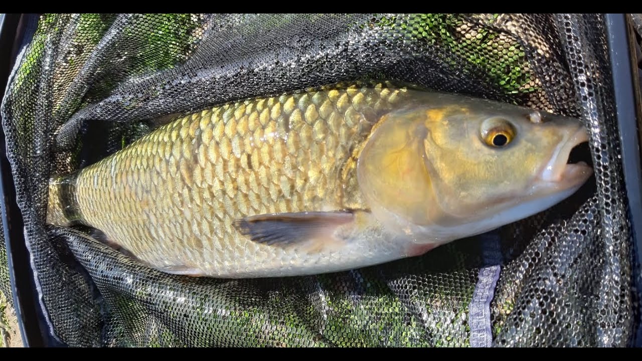 Pesca cavedani a feeder in fiume Bisenzio - Il Ritorno