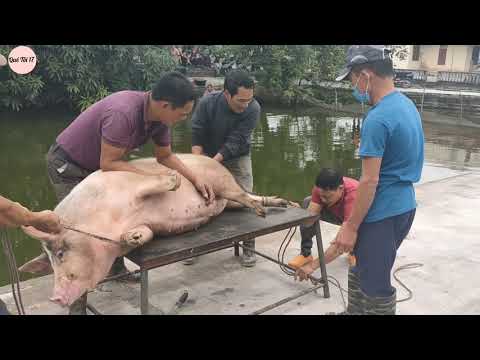 Video: Thịt Lợn