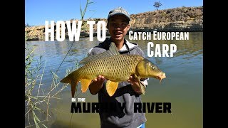 HOW TO: Catch European Carp | Murray River, SA