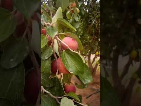 اقوى شجرة سدر في العالم الرياض الدوادمي