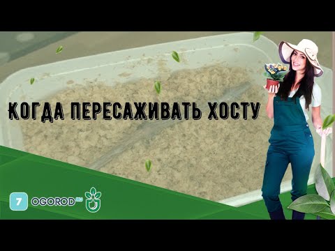 Когда пересаживать хосту