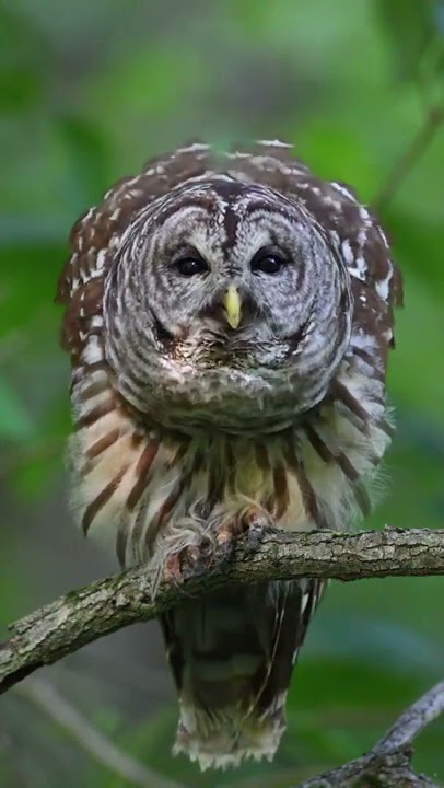 Burung hantu yang suaranya seperti ayam jago | Barred owl