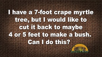Q&A – Can I cut back my crape myrtle to make it a bush?