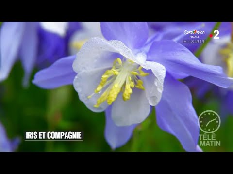 Vidéo: Algerian Iris Plant Care – Planter des bulbes d'iris algériens dans le jardin