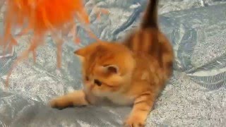 Золотой мальчик с изумрудными глазами. Эксклюзив!!! 89087848699 Золотой мальчик с изумрудными глазами. Эксклюзив!!! 89087848699