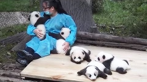 大熊猫的奶爸奶妈真这么好当嘛？饲养员必备技能你学会了吗？【龙门阵摆四川】 - 天天要闻
