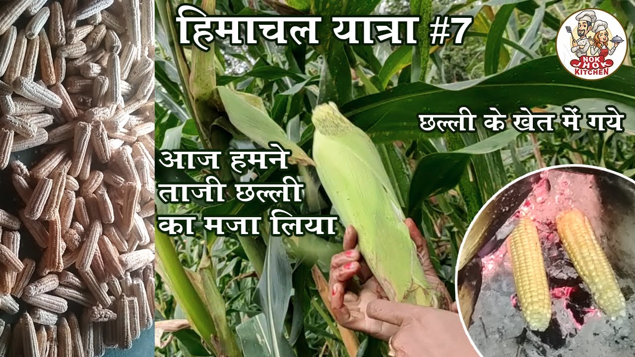 Himachal #7 Chhali/Bhuta ke khet main... - YouTube