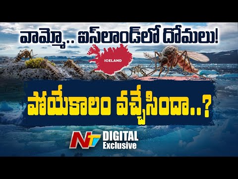 ఐస్లాండ్లో దోమలు కనిపిస్తే ఎందుకంత ఆందోళన? | Mosquitoes in Iceland | NTV Digital Exclusive - NTVTELUGU