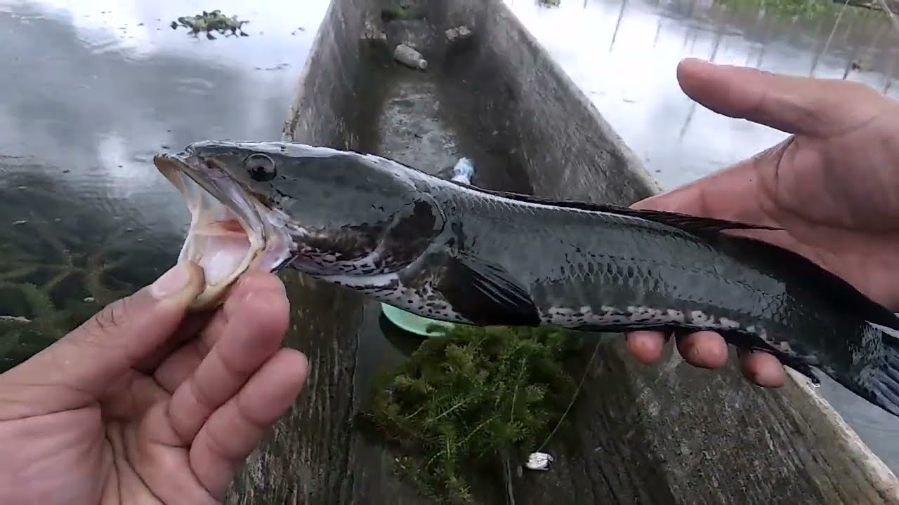 MANCING CASTING GABUS  BERUJUNG BADAI DI TENGAH DANAU