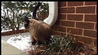 Бусёныш в снегу =^..^= СИАМСКИЕ КОШКИ Бусёныш в снегу =^..^= СИАМСКИЕ КОШКИ