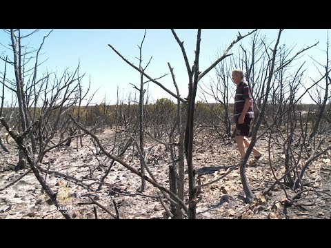 Video: Jesu li kanaderi učinkovitiji?