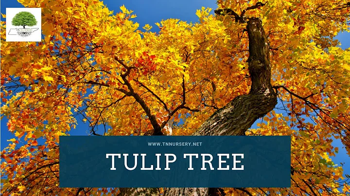 The Magnificent Tulip Tree - TN NURSERY