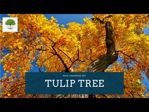 Vídeo: Tulip Poplar Tree Informações: Como Crescer e Cuidar de Tulipas