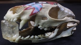 Coon skull Art