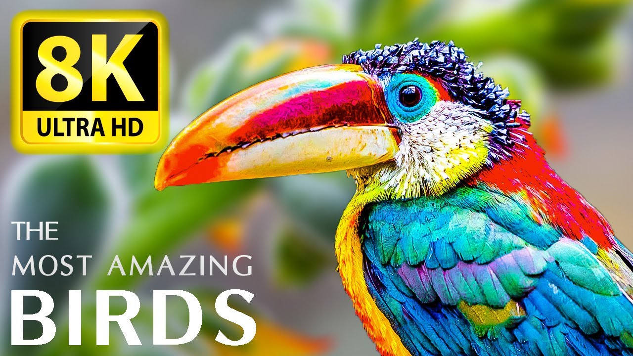 THE World's Greatest Birds HD 8K ULTRA - Relaxing Music And Nature 8K TV (60 FPS)