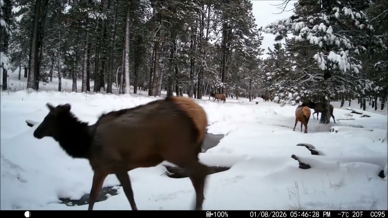 02282026 - The last 2 Months Critter-Cam 03 below camp