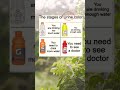 The stages of Urine color