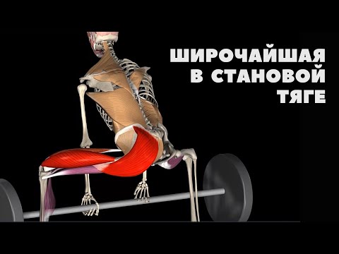 РОЛЬ ШИРОЧАЙШЕЙ В СТАНОВОЙ ТЯГЕ