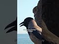 Why You Should Never Be Mean to a Crow 🧠 #animalintelligence #facts #shorts