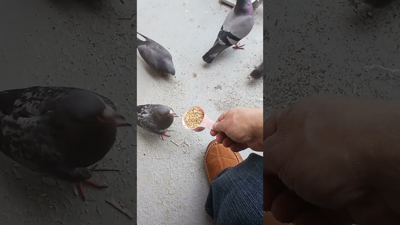 Hand Feeding Two Pigeons at Once: Peanut Scrambles and Squirting the Bully @toms_stories