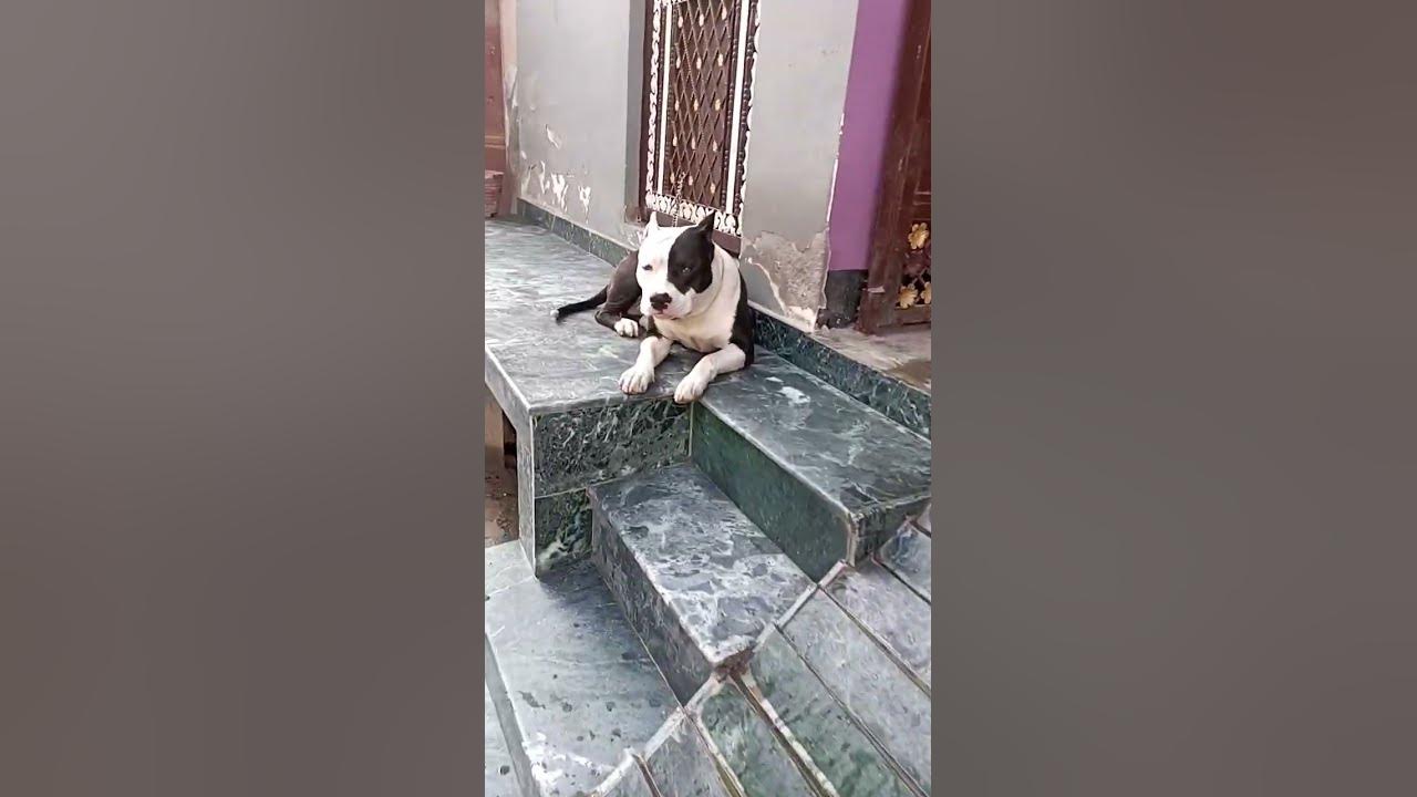 alexa scar apne ghr ki safety kr rhe 😯😯shorts viral trending 