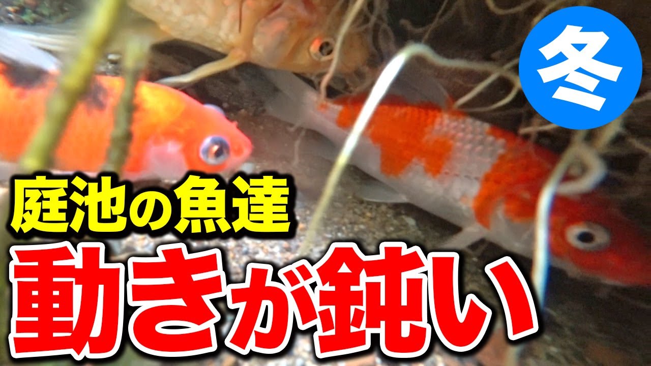 金魚 水槽に入れた隠れ家に隠れる金魚達 2 1 Youtube