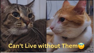 Once you start Living with a Cat,You Cannot Imagine Your Life without a CatFunny Cat Videos Watch