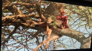 Animal Fight night: male cheetah’s vs Wildebeest!￼