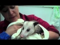 Proper Opossum Bath & Groom