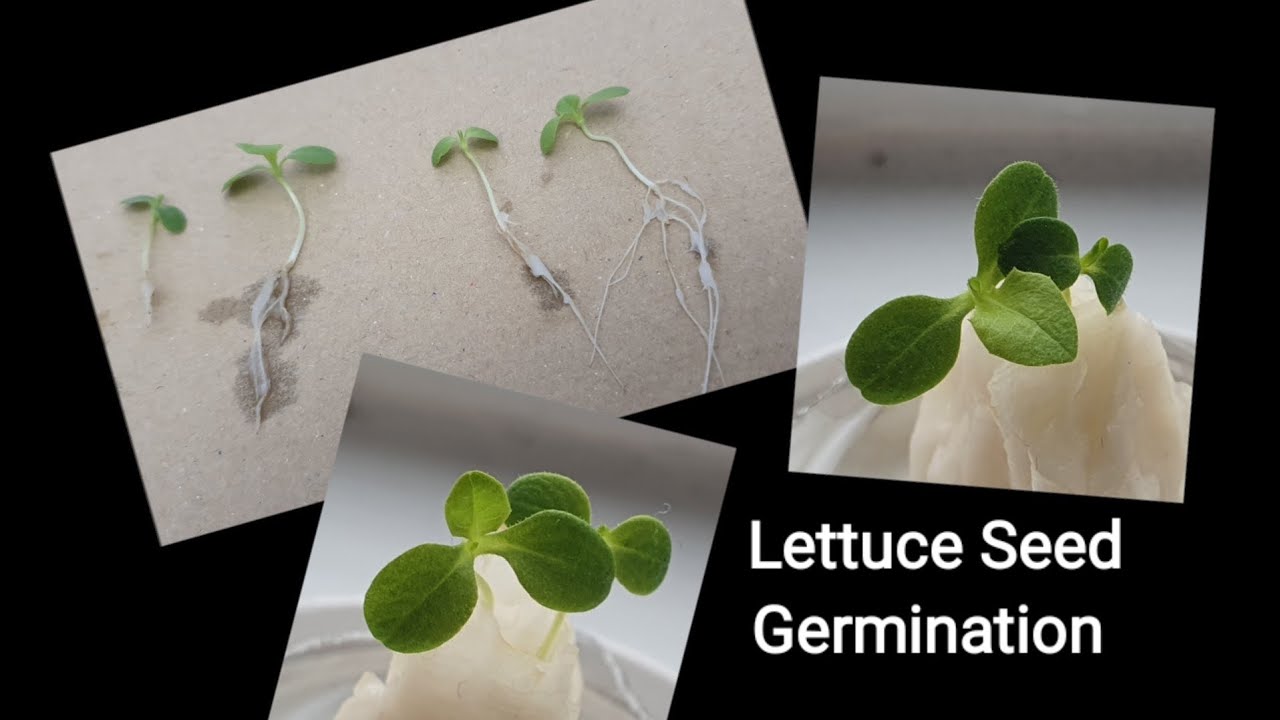 Germinating Lettuce Seeds (Beginner) YouTube