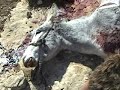 Israeli settlers from Havot Ma'on kill donkey