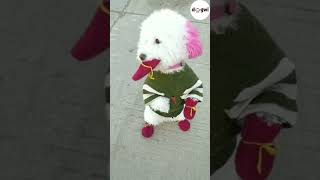 The Shoe Fell Off, He Was So Polite That He Asked 123456Aa