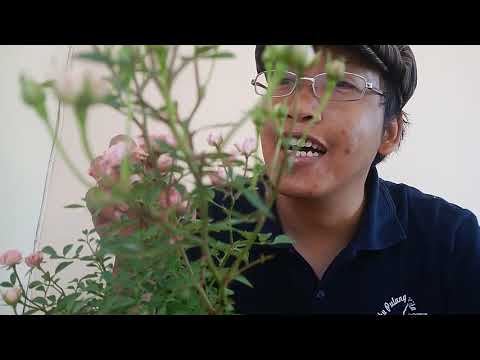 Video: Mawar Mini Anemonella