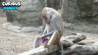 Monkey Having A Curious Moment With Himself