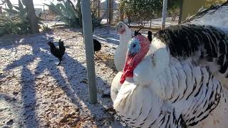 Turkey in the way. by Crazy Cody's Creatures 19,614 views 2 years ago 2 minutes, 49 seconds