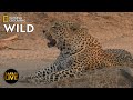 Safari Live - Day 232 | Nat Geo Wild