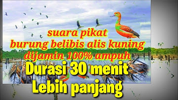 suara pikat burung belibis ampuh‼️ 2024 lesser whistling duck #2